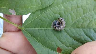 Tobacco Caterpillar - Black & Green Gram