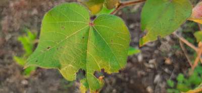 Bacterial Blight of Cotton - Cotton