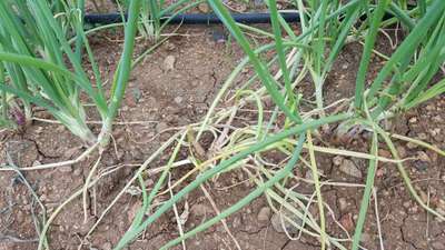 Fusarium Wilt - Onion