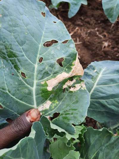 Flea Beetles - Cauliflower