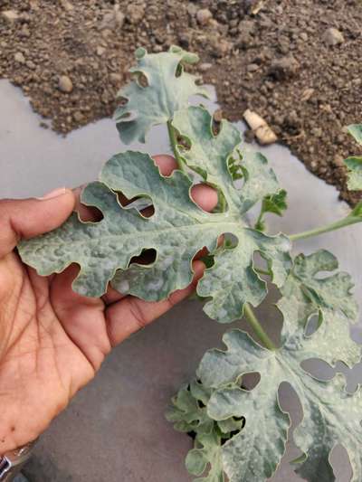 Watermelon Mosaic Virus - Melon