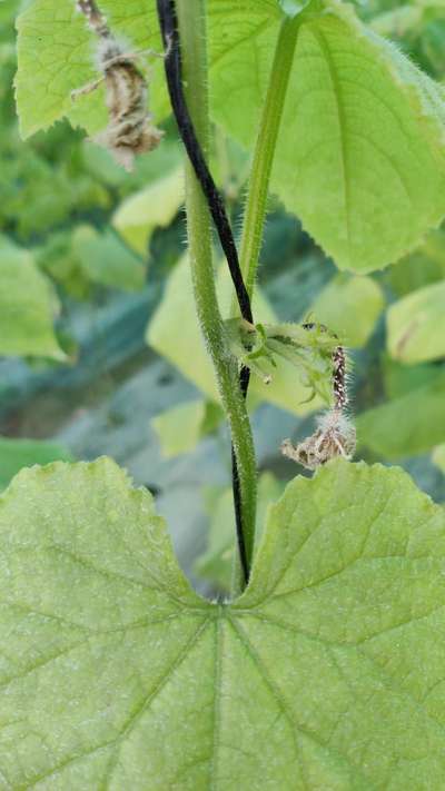 Blossom End Rot - Cucumber