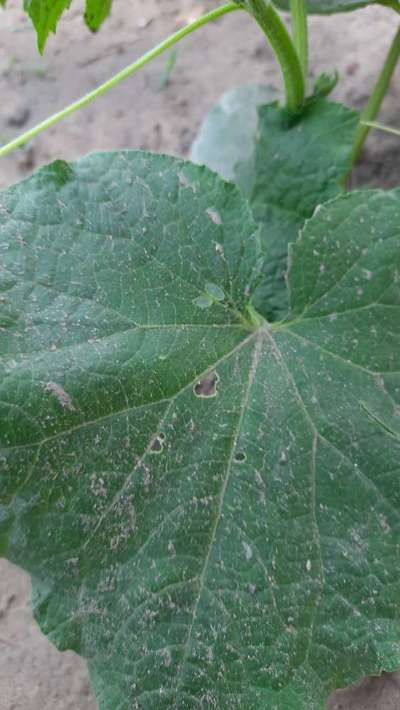 Red Pumpkin Beetle - Cucumber