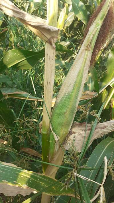 Maize Lethal Necrosis Disease - Maize