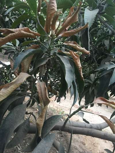 Mango Dieback Disease - Mango