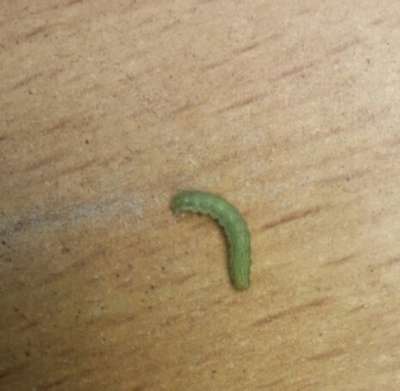 Helicoverpa Caterpillar - Tomato