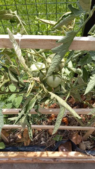 Rizado de las hojas del tomate - Tomate