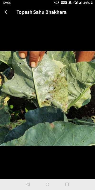 Downy Mildew - Cabbage