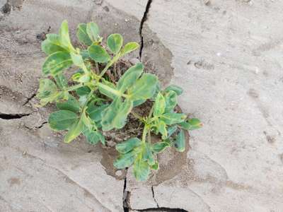 Spider Mites - Peanut