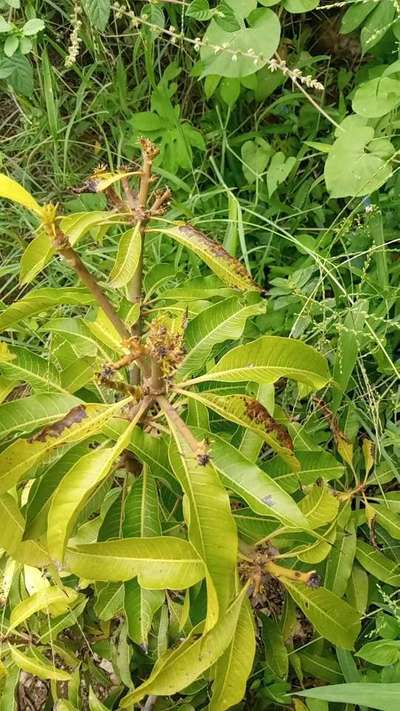 Stem End Rot of Mango - आम