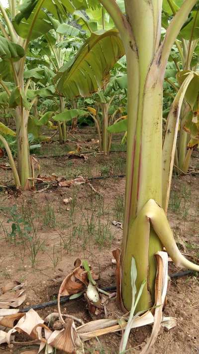 Bacterial Soft Rot of Banana - Banana