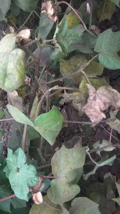 வெள்ளை ஈக்கள் - பருத்தி