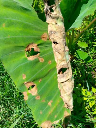 Anthracnose - Banana