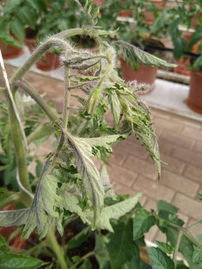 Bacterial Wilt - Tomato