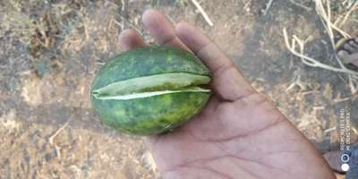 Boron Deficiency - Melon