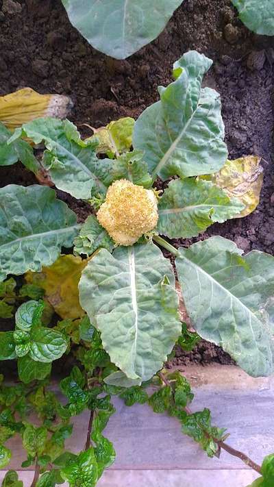 Boron Deficiency - Cauliflower