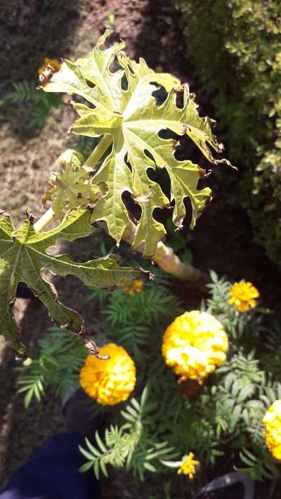 Potassium Deficiency - Papaya