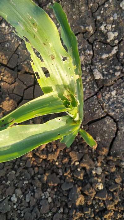 Violet Stem Borer - Maize