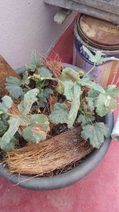 Leaf Miner Flies - Okra