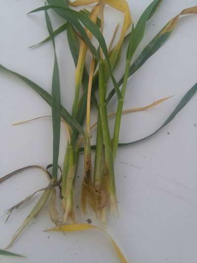 Stem Borer - Wheat