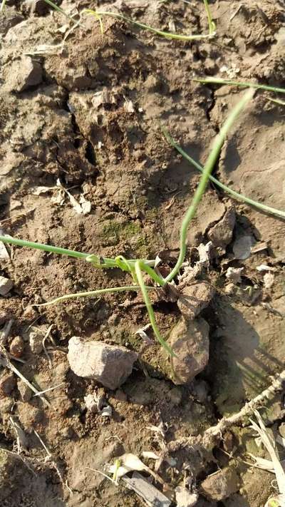 ಈರುಳ್ಳಿ ಹಳದಿ ಕುಬ್ಜ - ಈರುಳ್ಳಿ