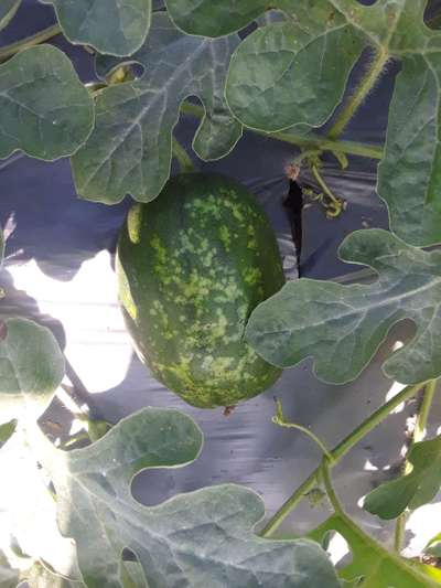 Anthracnose of Cucurbits - Melon