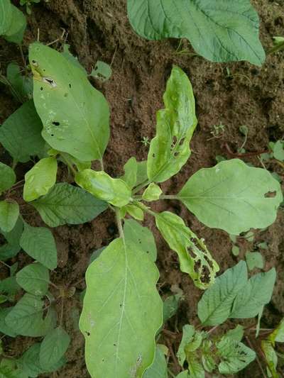 Hadda Beetle - Brinjal