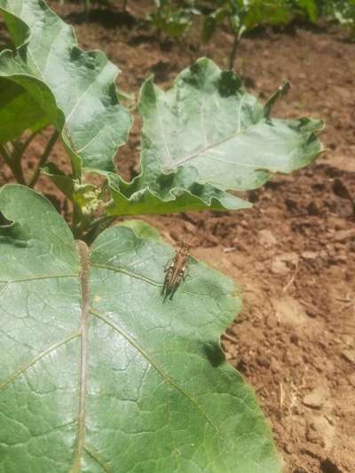 Short horned Grasshopper and Locust - Brinjal