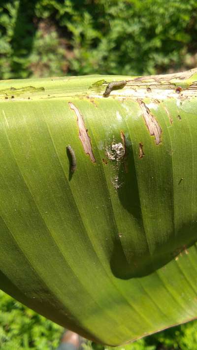 ಫಾಲ್ ಸೈನಿಕ ಹುಳು (ಫಾಲ್ ಆರ್ಮಿ ವರ್ಮ್) - ಬಾಳೆಹಣ್ಣು