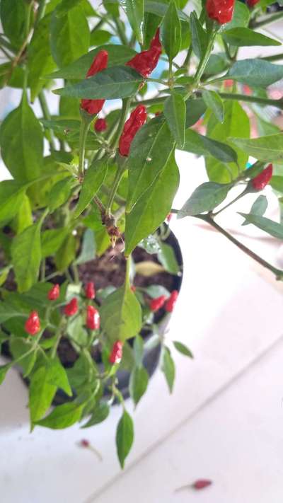 Percevejo Vermelho do Algodoeiro - Pimentão e Pimenta