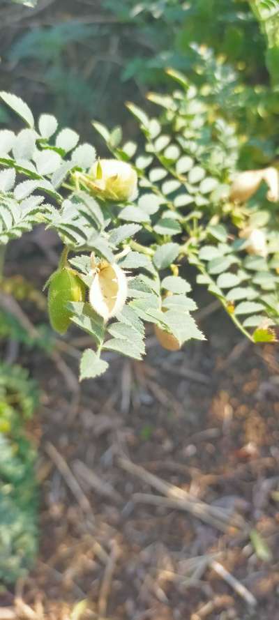 Ascochyta Blight - Chickpea & Gram