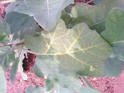 Leaf Variegation - Brinjal