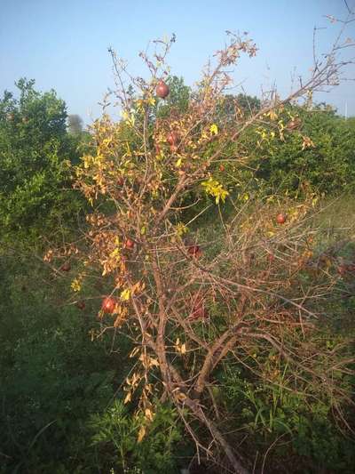 Fusarium Wilt - Pomegranate