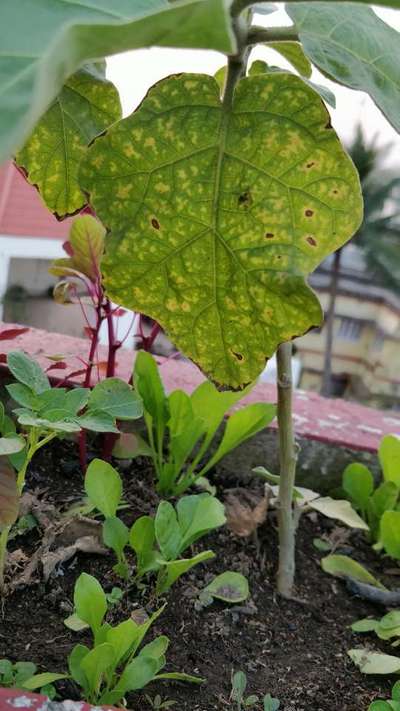 Magnesium Deficiency - Brinjal