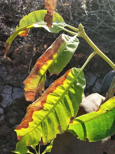 ಫೋಮಾ ಸೋಂಕು - ಮಾವು