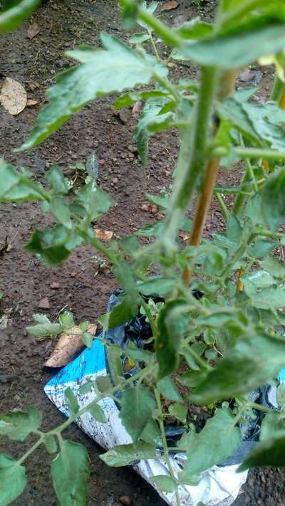 Boron Deficiency - Tomato