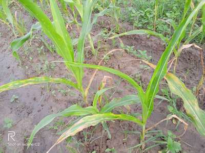 Downy Mildew - Maize