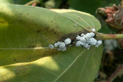 மாவுப்பூச்சி - பருத்தி