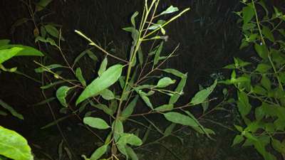 রূপালীসাদা মাছি - ডালিম