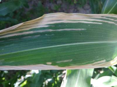 Potassium Deficiency - Maize