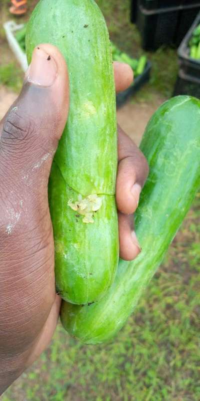 Melon Fruit Fly - Cucumber