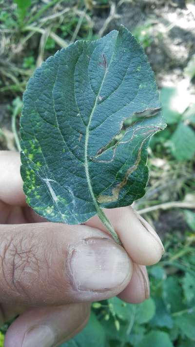 Leaf Miner Flies - Apple