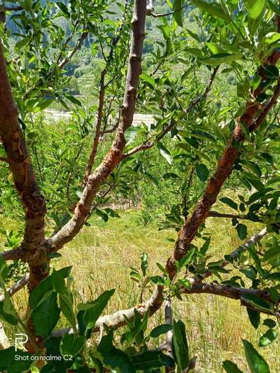 Fruit Tree Canker - Apple