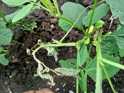 Flea Beetles - Soybean