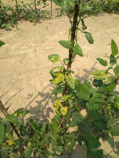 Bean Yellow Mosaic Virus - Bean