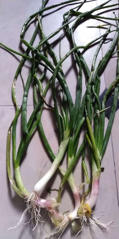 ಬೋಟ್ರೈಟಿಸ್ ಸೋಂಕು - ಈರುಳ್ಳಿ