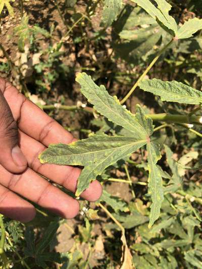 Leafhoppers and Jassids - Okra