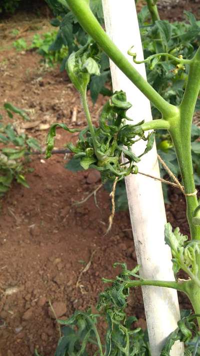 Vírus do Bronzeamento do Tomateiro / Complexo Vira-Cabeça-do- Tomateiro - Tomate