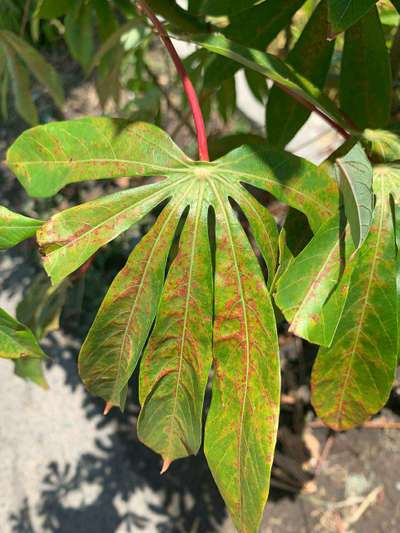 Cassava Brown Streak Disease - Cassava