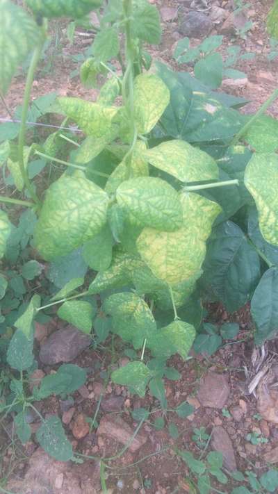 Bean Yellow Mosaic Virus - Bean